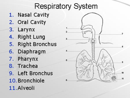 Mechanics of Breathing