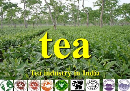 Tea Tea industry in India 1. WORLD TEA SCENARIO 2013 World Production -- ~4819 million kg oIndia’s share 1200 m.kg 25% : 2nd position Global Area under.