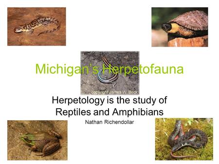 Michigan’s Herpetofauna