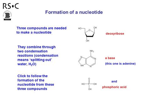 Three compounds are needed to make a nucleotide OH O OH OH deoxyribose P O OH OH OH and phosphoric acid N N NH N NH 2 a base (this one is adenine) They.