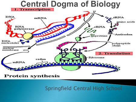 Central Dogma of Biology