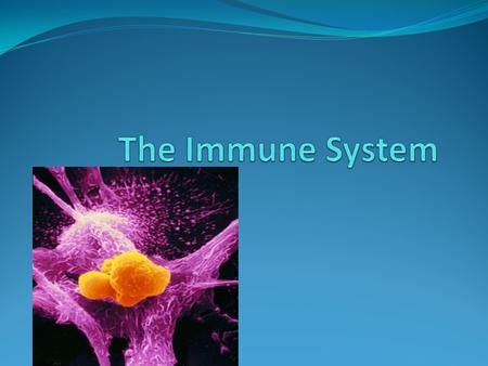 Your immune system helps your body work is many different ways. It fights germs, kills diseases, and heals cuts and wounds. Some of the diseases you get.