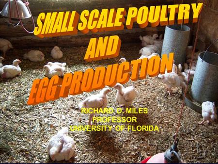 SMALL SCALE POULTRY AND EGG PRODUCTION RICHARD D. MILES PROFESSOR