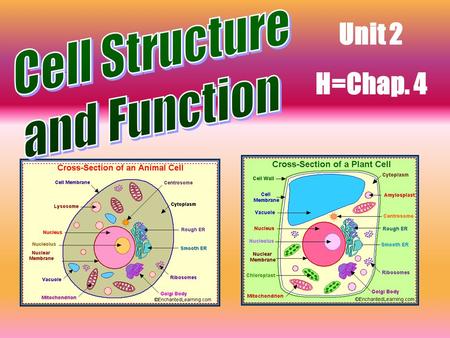 Unit 2 H=Chap. 4 In 1665, the English scientist ROBERT HOOKE, used a microscope to examine a thin slice of cork. He described it as consisting of.