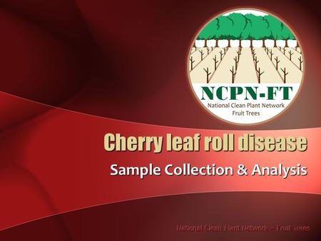 Cherry leaf roll disease Sample Collection & Analysis.