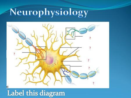 Neurophysiology Label this diagram ? ? ? ? ? ?