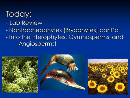 Today: - Lab Review - Nontracheophytes (Bryophytes) cont’d - Into the Pterophytes, Gymnosperms, and 	Angiosperms!