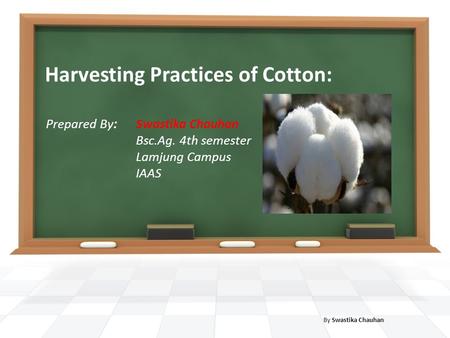 Harvesting Practices of Cotton: Prepared By: Swastika Chauhan Bsc.Ag. 4th semester Lamjung Campus IAAS By Swastika Chauhan.