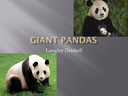 Giant PandaS Langley Driskell.