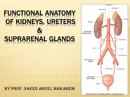 FUNCTIONAL ANATOMY OF KIDNEYS, URETERS & SUPRARENAL GLANDS