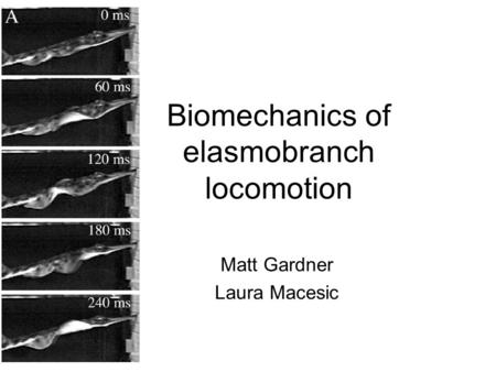 Biomechanics of elasmobranch locomotion Matt Gardner Laura Macesic.