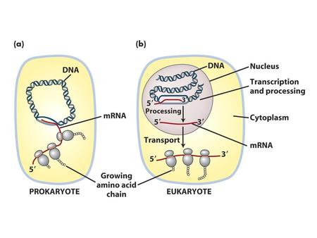 E. coli RNA Polymerase Sequences of E. coli Promoters.