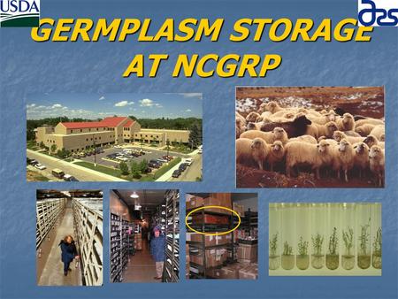 GERMPLASM STORAGE AT NCGRP. OUTLINE Seed Storage – 9:00-9:40 Seed Storage – 9:00-9:40 David Brenner David Brenner Storage of Vegetatively Propagated Crops.