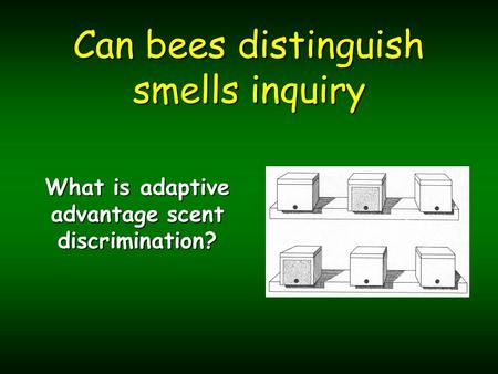 Can bees distinguish smells inquiry What is adaptive advantage scent discrimination?