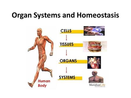 Organ Systems and Homeostasis