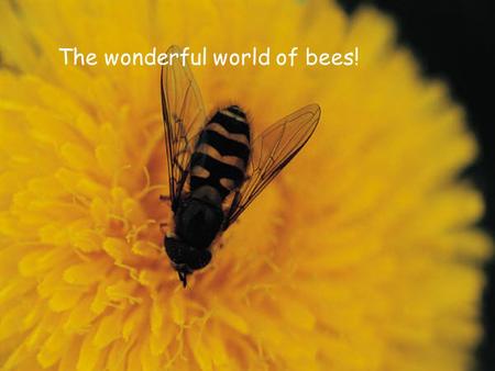 The wonderful world of bees!. So what is a bee? Honey bees are often mistaken for other insects. Honey bees are often mistaken for other insects. Take.