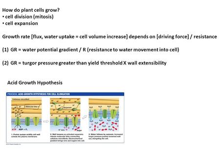 How do plant cells grow? cell division (mitosis) cell expansion Growth rate [flux, water uptake = cell volume increase] depends on [driving force] / resistance.