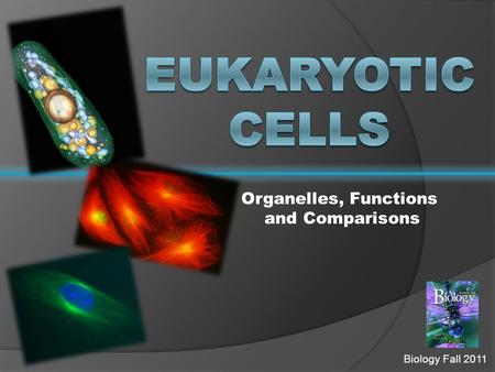 Biology Fall 2011 Organelles, Functions and Comparisons.