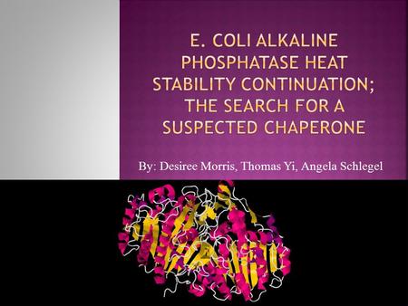 By: Desiree Morris, Thomas Yi, Angela Schlegel.  A group from spring 2011 ran a SDS PAGE gel on stage four AP. They found lower bands that could be DsbC.