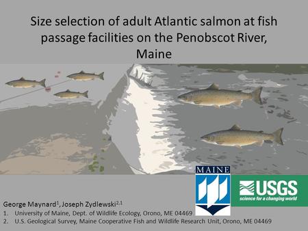 Size selection of adult Atlantic salmon at fish passage facilities on the Penobscot River, Maine George Maynard 1, Joseph Zydlewski 2,1 1.University of.