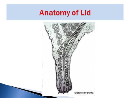 Definition: Localized suppurative inflammation of hair follicle and its associated gland of zeis at lid margin.