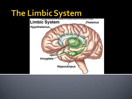  Enables communication between the two hemispheres of the brain.