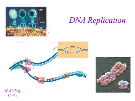 DNA Replication AP Biology Unit 3 Hershey & Chase Experiment Bacteriophages are viruses that infect bacteria Bacteriophages consist of DNA and protein.