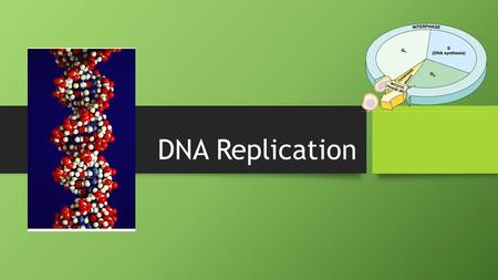 DNA Replication.