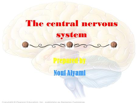 The central nervous system Prepared by Nouf Alyami.