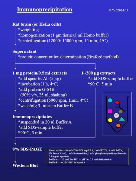 Immunoprecipitation JS Yu 2002/8/14 Rat brain (or HeLa cells) *weighting *homogenization (1 gm tissue/3 ml Homo buffer) *centrifugation (12000~15000 rpm,