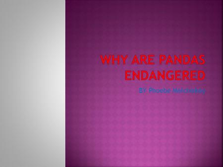 Why Are Pandas Endangered