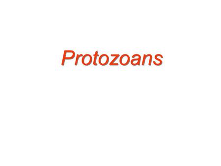 Protozoans.