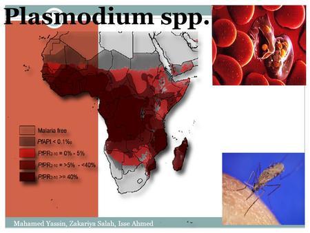 Plasmodium spp. Mahamed Yassin, Zakariya Salah, Isse Ahmed.