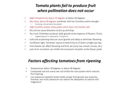 Tomato plants fail to produce fruit when pollination does not occur