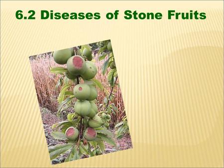 6.2 Diseases of Stone Fruits