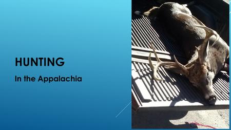HUNTING In the Appalachia. ANIMALS WE HUNT As you see we have many animals like: -Bobcats -Deer -Squirrel -Coons -Coyote -Elk we have many animals to.