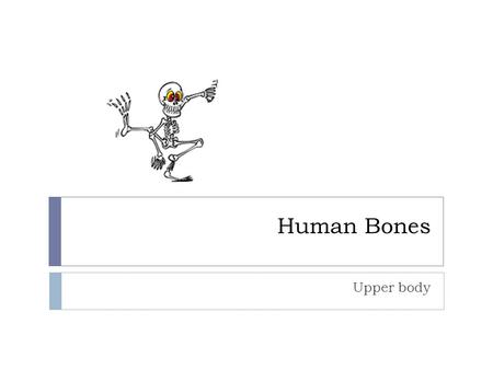 Human Bones Upper body. The Skull Cranium The cranium is a skull bone that covers the brain, as seen in the skeleton diagram with labels given below.