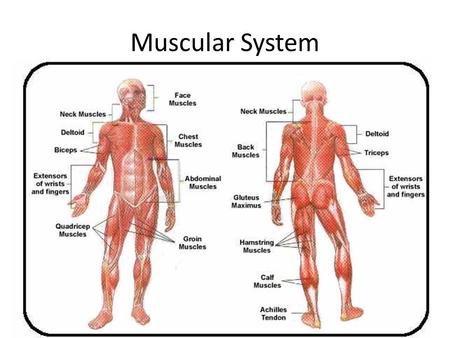 Muscular System.