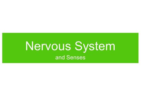 Nervous System and Senses. Neural Activity The Neuron Which direction does a signal travel down a neuron? What do you think a “signal” is? How do you.