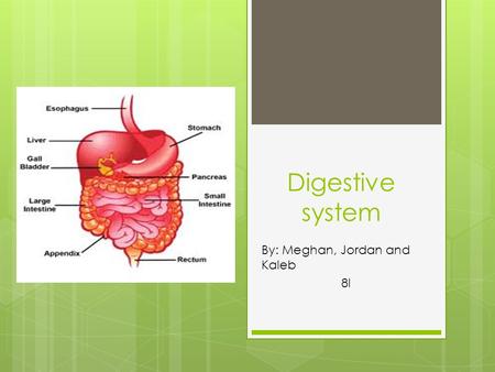 Digestive system By: Meghan, Jordan and Kaleb 8I.