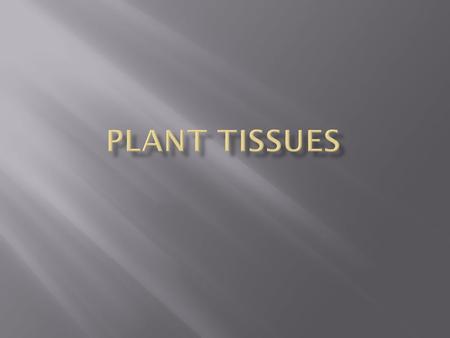 Plant Tissues.