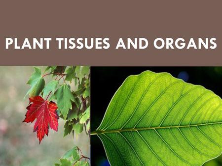 Plant Tissues and Organs