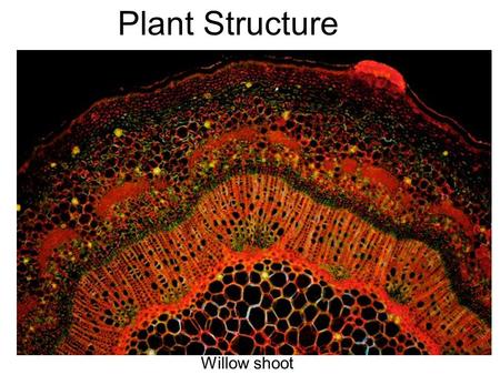 Plant Structure Willow shoot. Plant Parts Monocot vs Dicot.