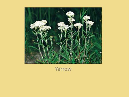 Yarrow. Gumbo Lily Dotted Gayfeather Self-heal.