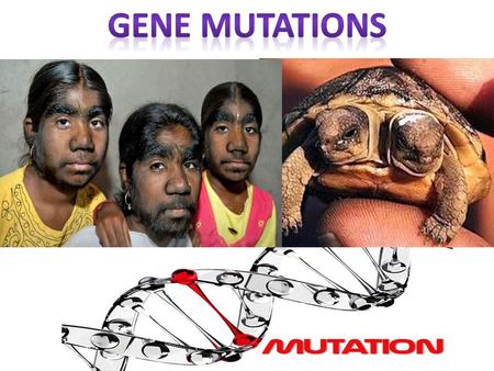 Recall that with a GENE mutation, only one gene on the chromosome is affected. However, many genes are crucial for producing key enzymes and for controlling.