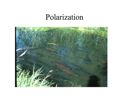 Polarization.