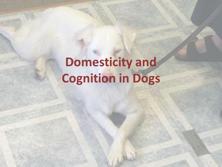 Domesticity and Cognition in Dogs. Dogs can do a lot of high level behavior! Nonsocial learning – Demonstrations of learning and problem solving that.