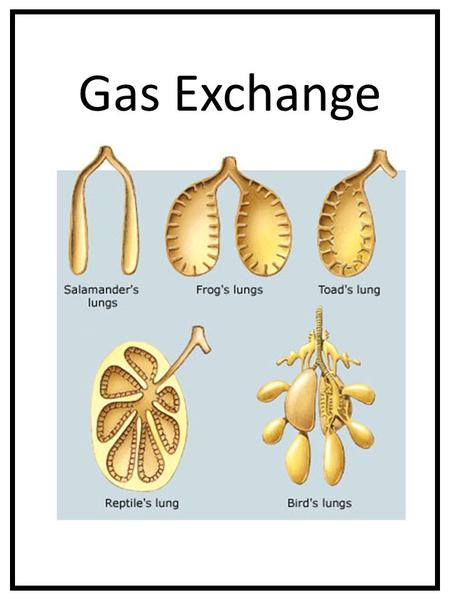 Gas Exchange.