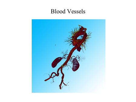 Blood Vessels.