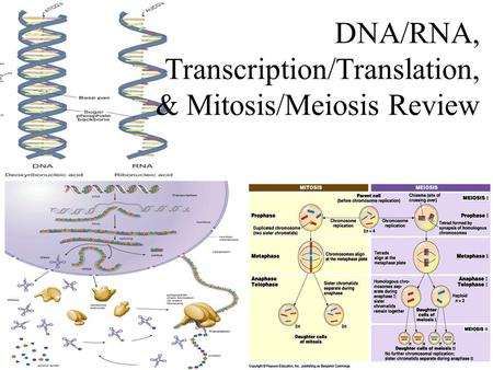 DNA/RNA, Transcription/Translation, & Mitosis/Meiosis Review